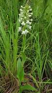 Image of Habenaria zambesina Rchb. fil.