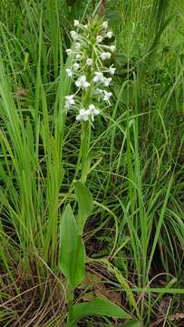 Habenaria zambesina Rchb. fil. resmi