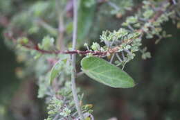 Image of Funastrum elegans (Decne.) Schltr.