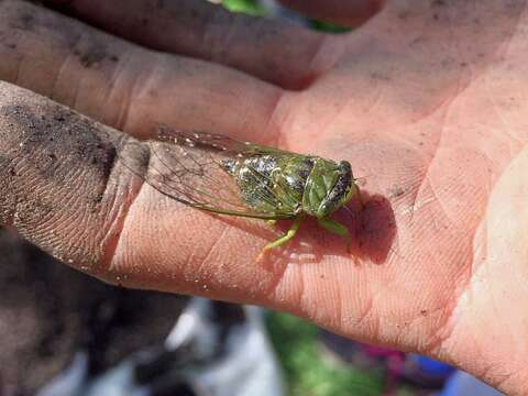 Dorisiana drewseni (Stal 1854)的圖片