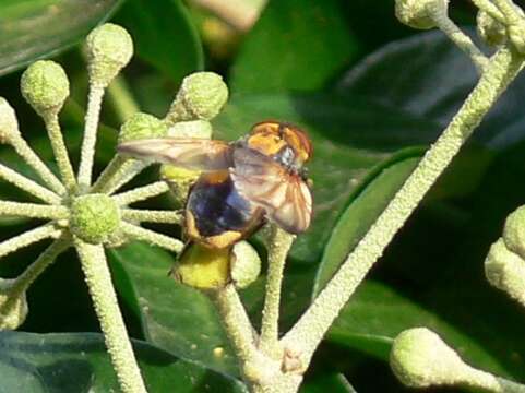 Image of Phasia aurigera (Egger 1860)