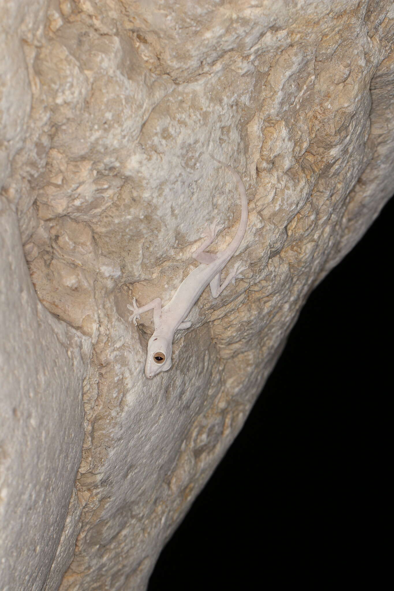 Image of Dhofar Leaf-toed Gecko