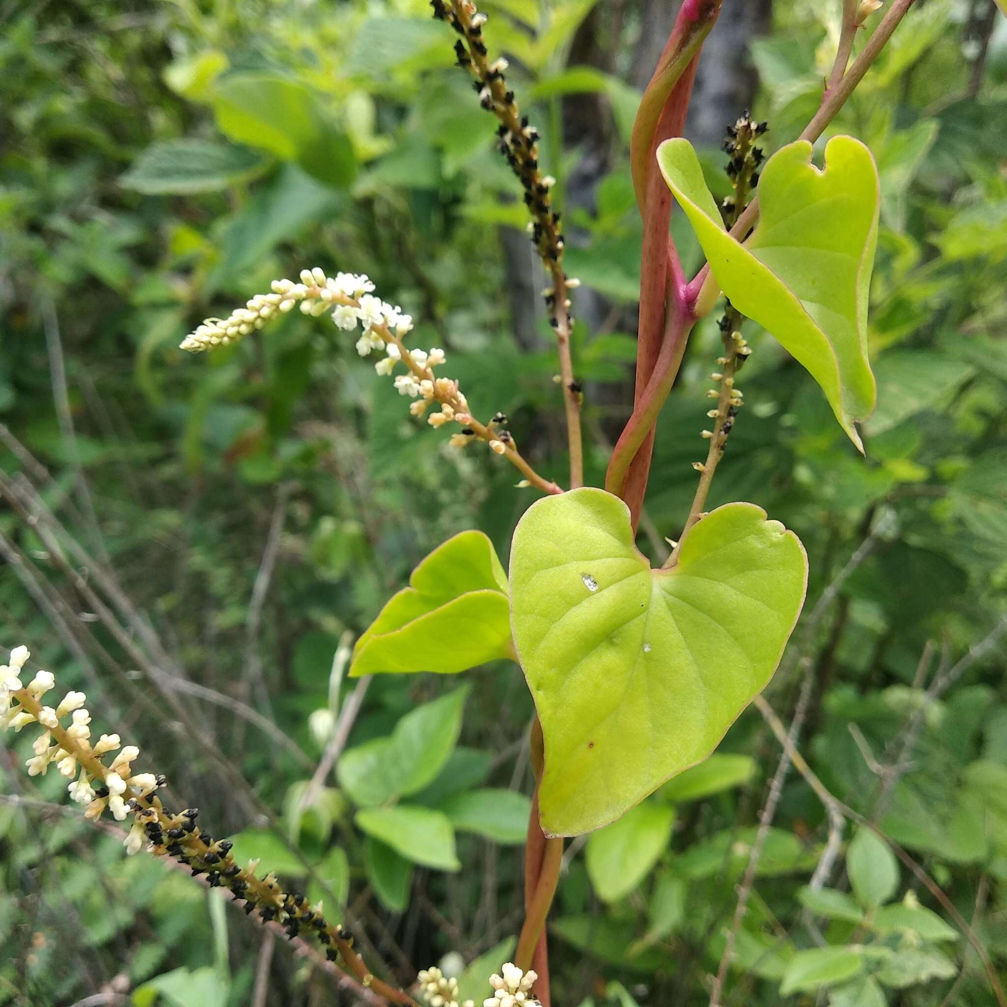 Image of Anredera ramosa (Moq.) Eliasson