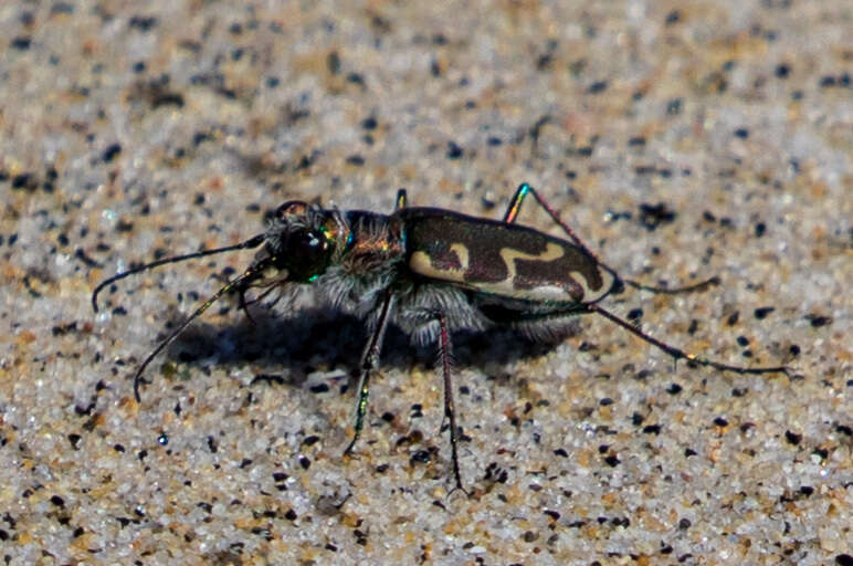 Image of Cicindela (Cicindela) hirticollis gravida Le Conte 1851