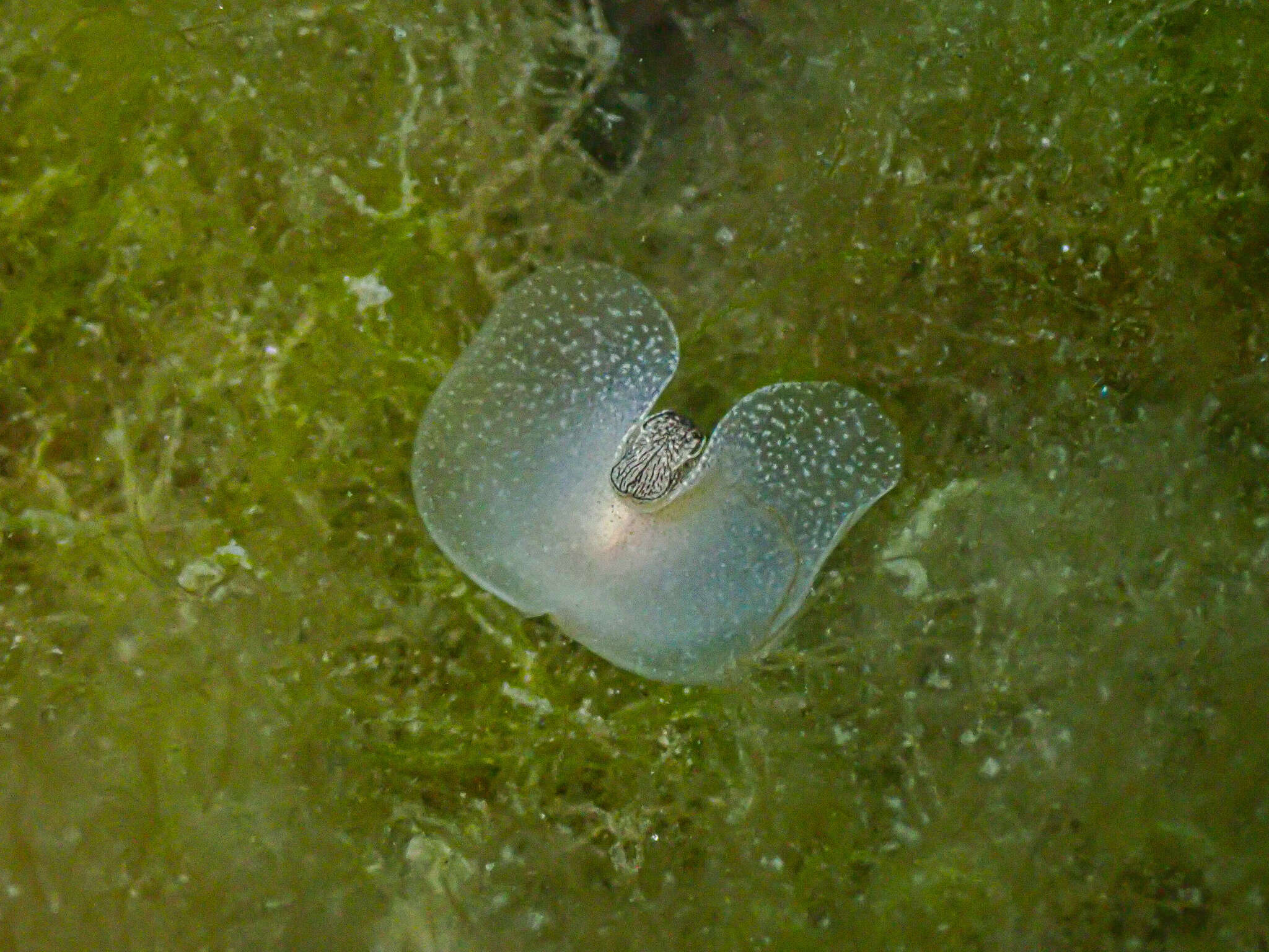 Image de Akeroidea Mazzarelli 1891