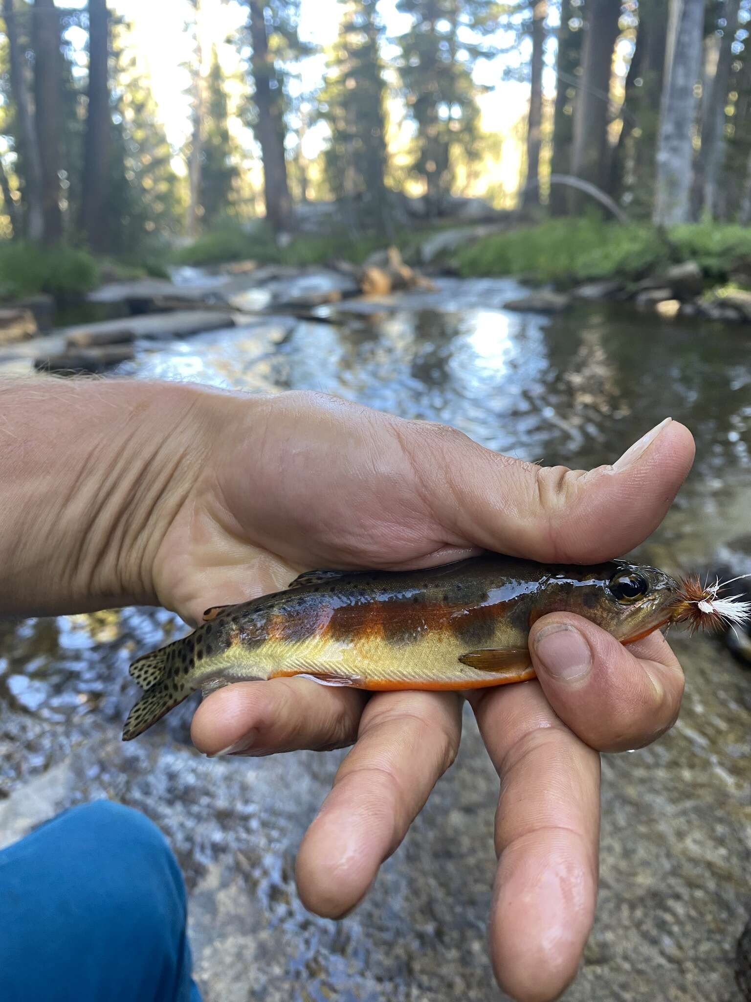 Image of Golden trout