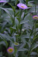 Image de Erigeron aliceae Howell