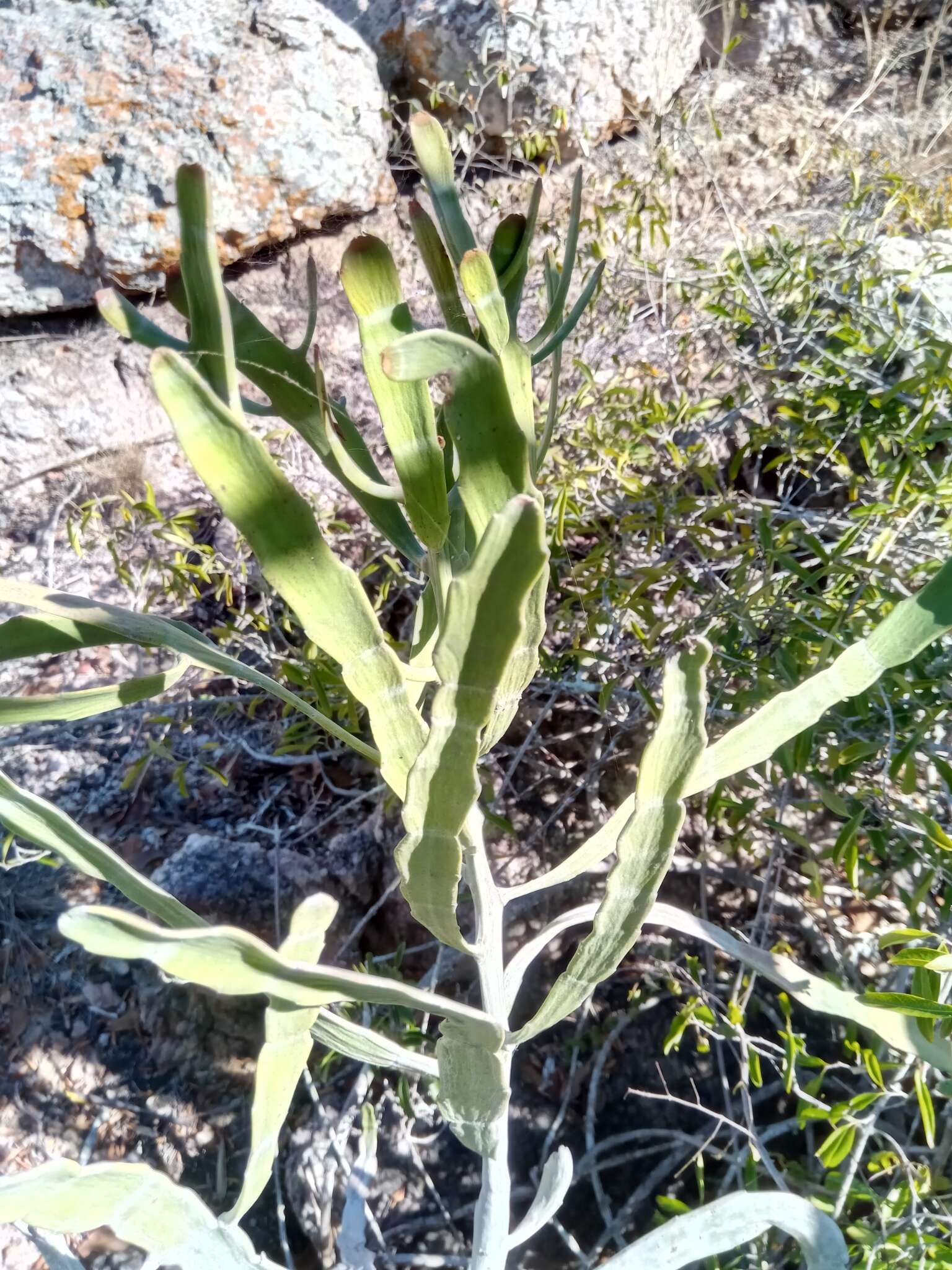 Слика од Euphorbia xylophylloides Brongn. ex Lem.