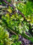 Image of Woodsy Silk-moss