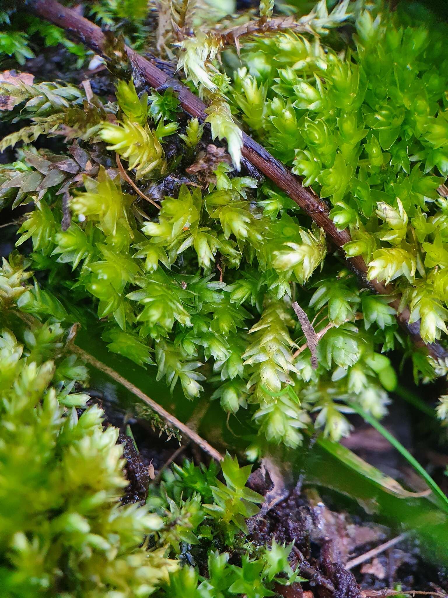 Image of Woodsy Silk-moss