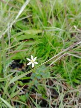 Sivun Wurmbea uniflora (R. Br.) T. D. Macfarl. kuva