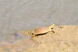 Image of Apalone mutica calvata (Webb 1959)