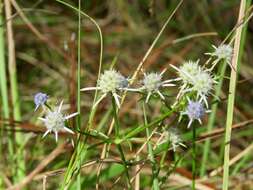 Image de Eryngium integrifolium Walt.