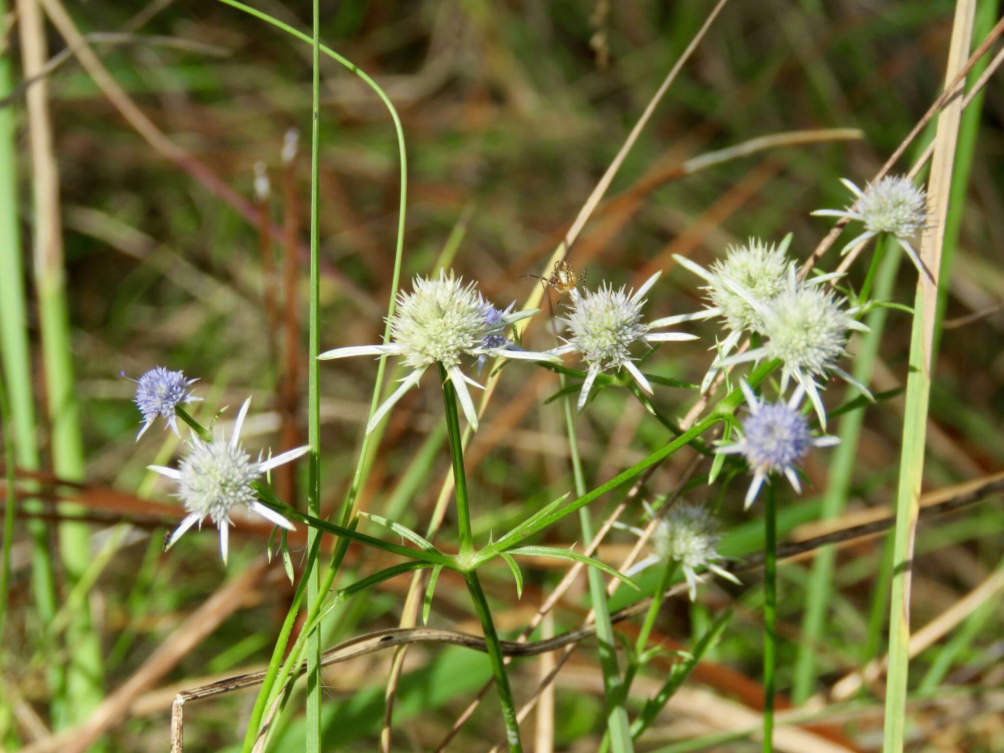 Image de Eryngium integrifolium Walt.