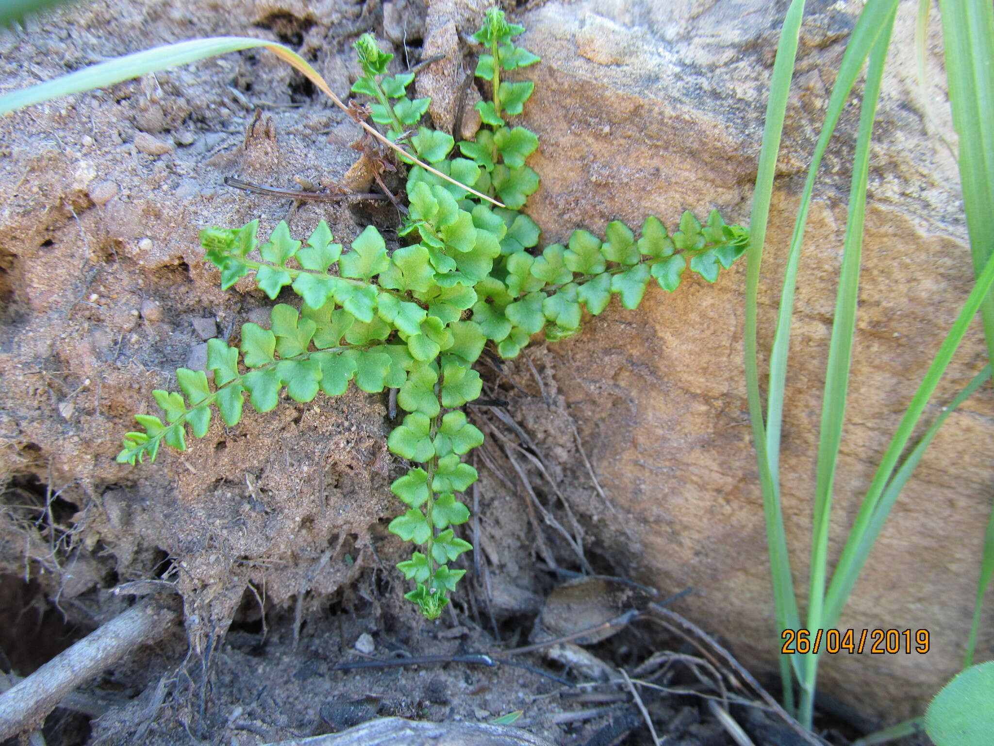 Imagem de Cheilanthes hastata (L. fil.) Kunze