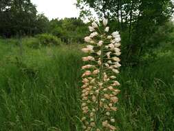 Image of Foxtail lily