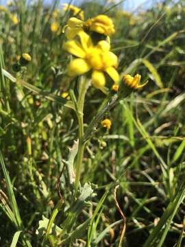 Image of Senecio littoreus Thunb.