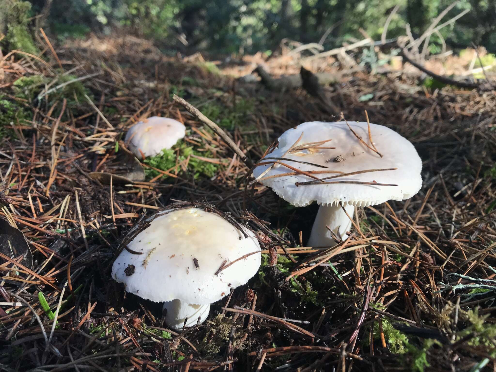 Image of Russula stuntzii Grund 1979