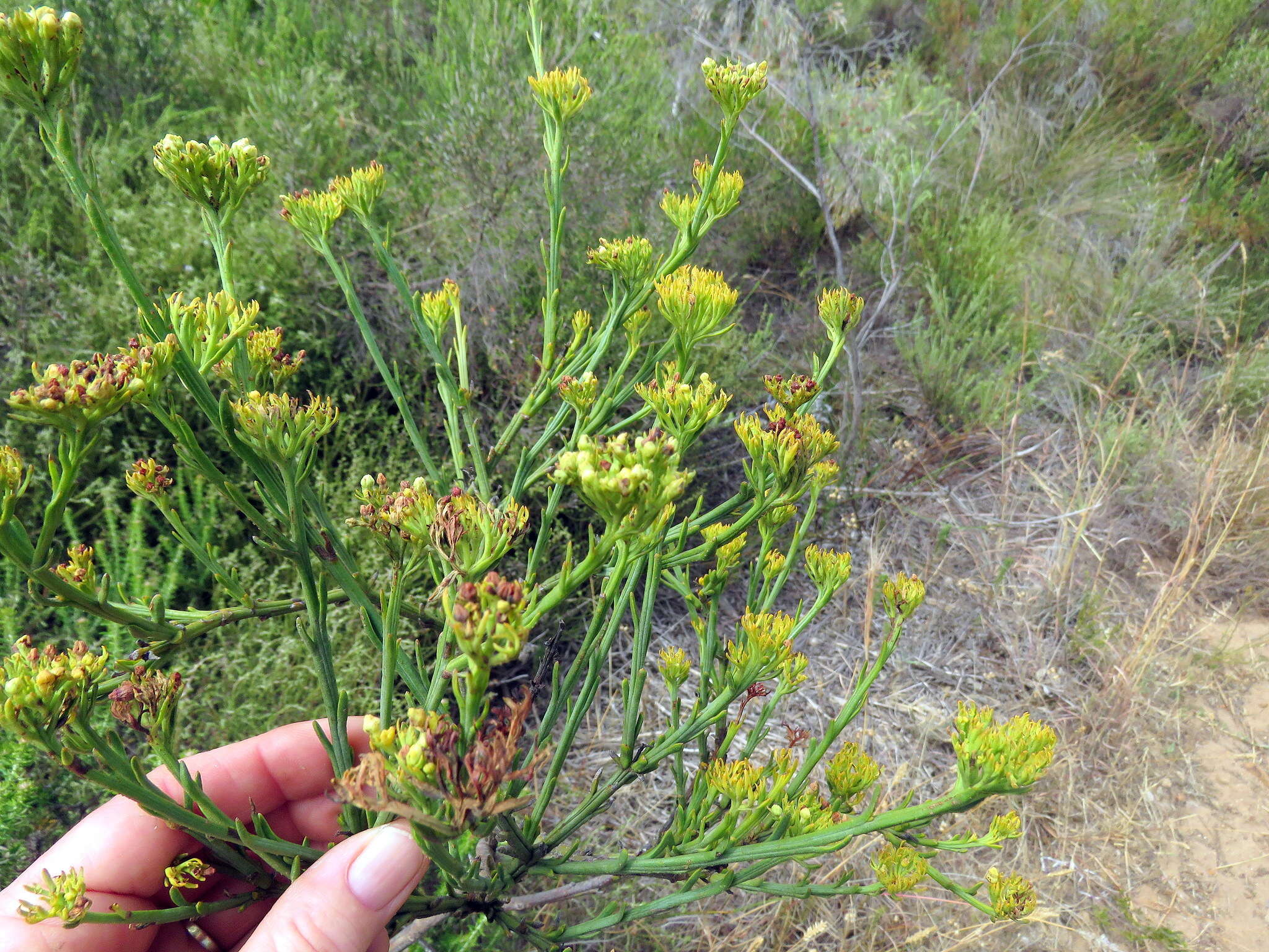 Image of Thesium strictum P. J. Berg.