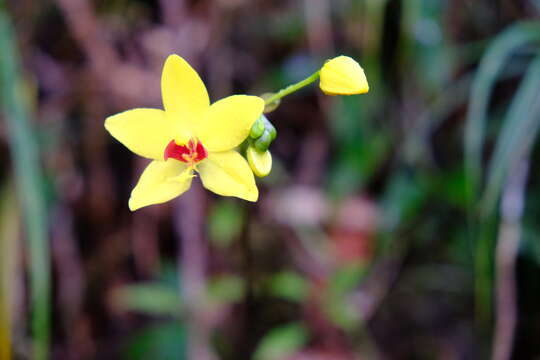 Plancia ëd Spathoglottis kimballiana Hook. fil.