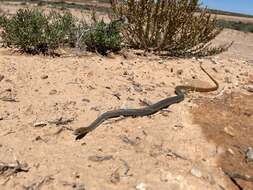 Image of Demansia psammophis cupreiceps Storr 1978