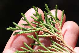 Image of Siberian Cypress