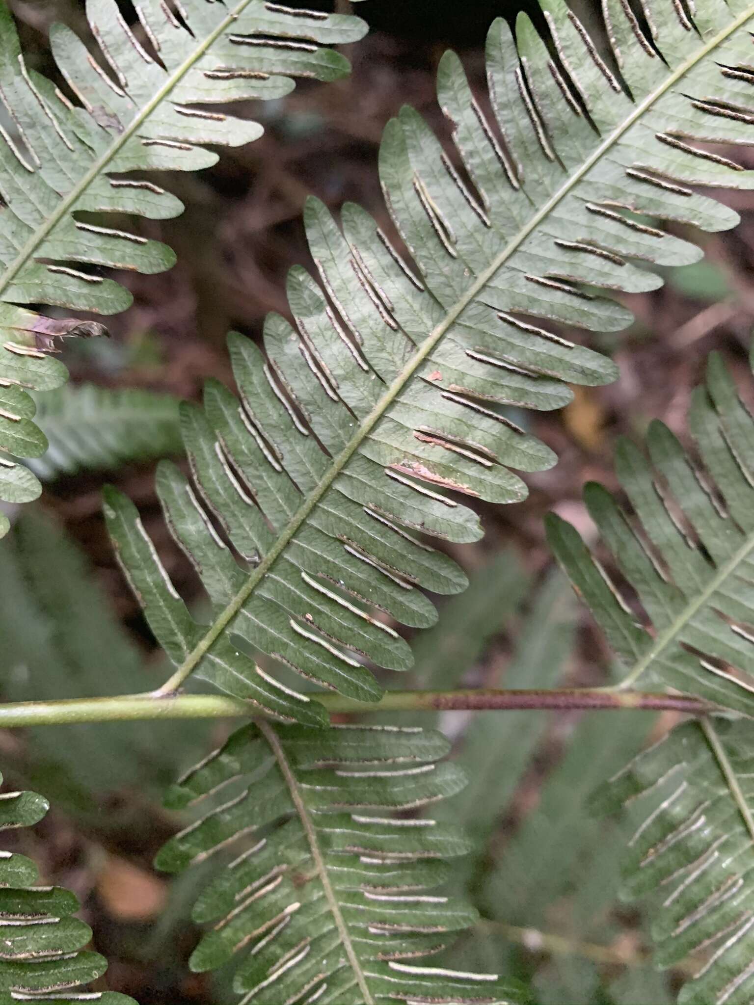 Sivun Pteris catoptera Kunze kuva