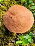 Image of Leccinum vulpinum Watling 1961