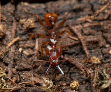 Image of Orectognathus antennatus Smith 1853