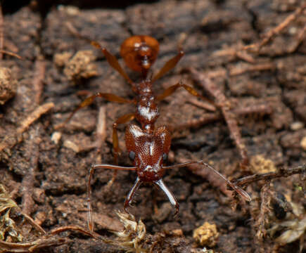 Image of Orectognathus antennatus Smith 1853