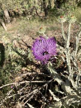 Image of Moor's Cotton Thistle