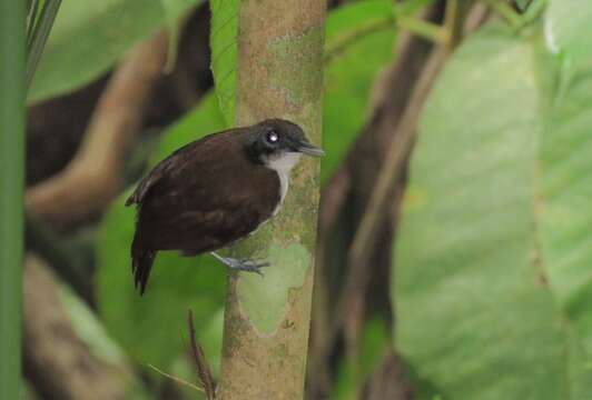 Image of Bicolored Antbird