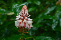 Image of Alpinia pricei Hayata