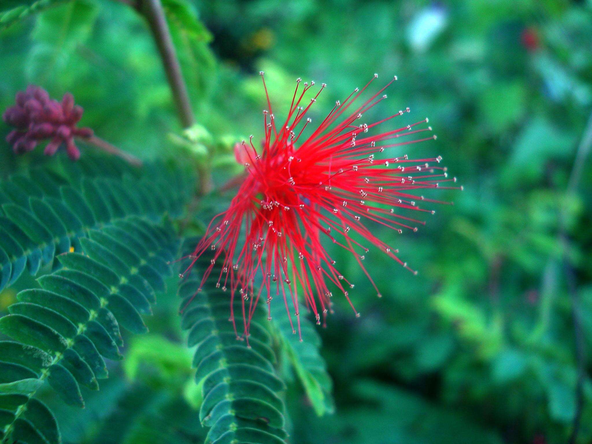 Imagem de Calliandra peninsularis Rose