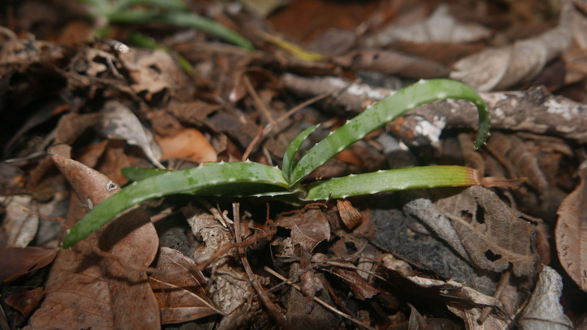 Image of Aloe anivoranoensis (Rauh & Hebding) L. E. Newton & G. D. Rowley