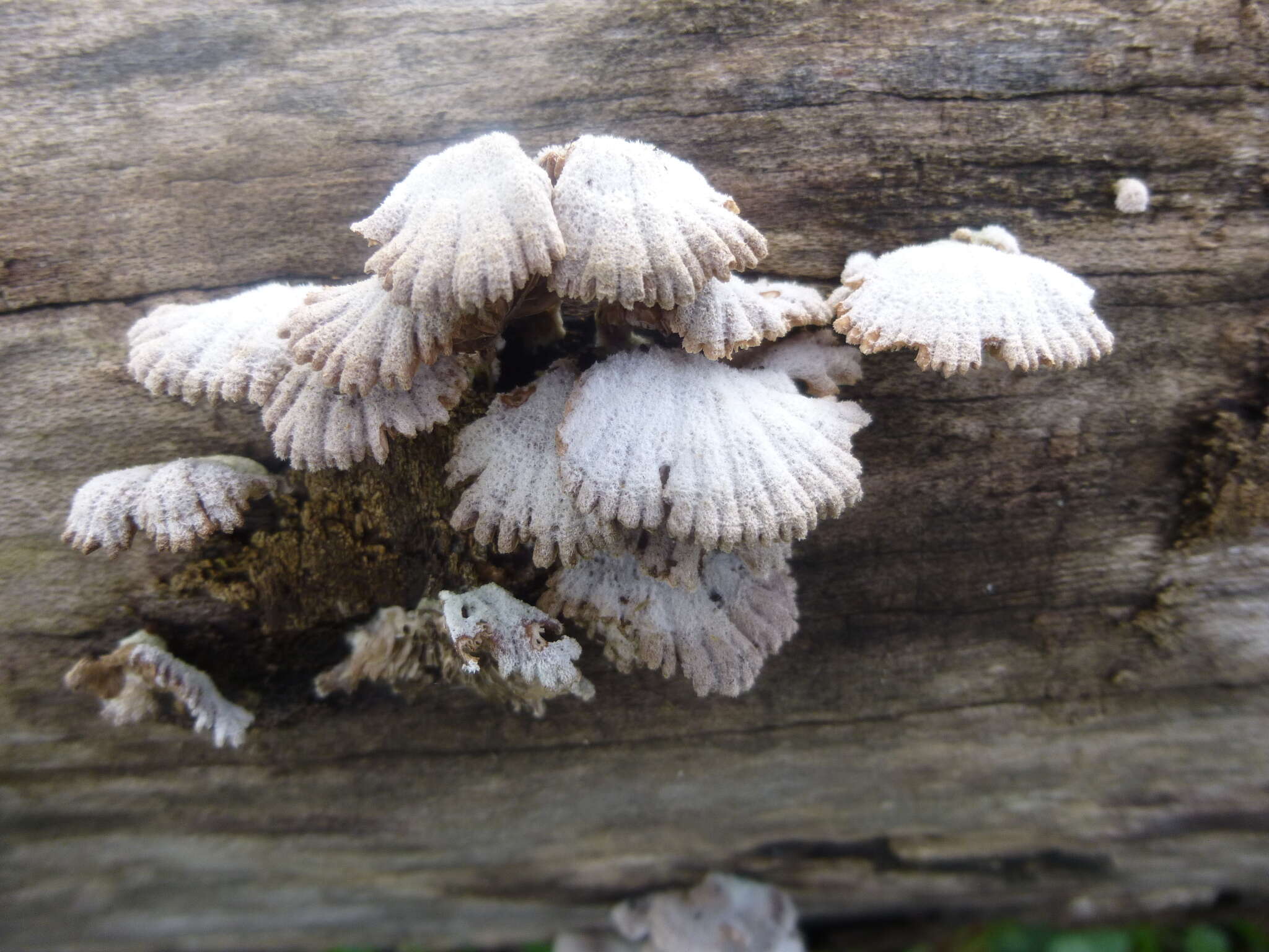 Image of Schizophyllum