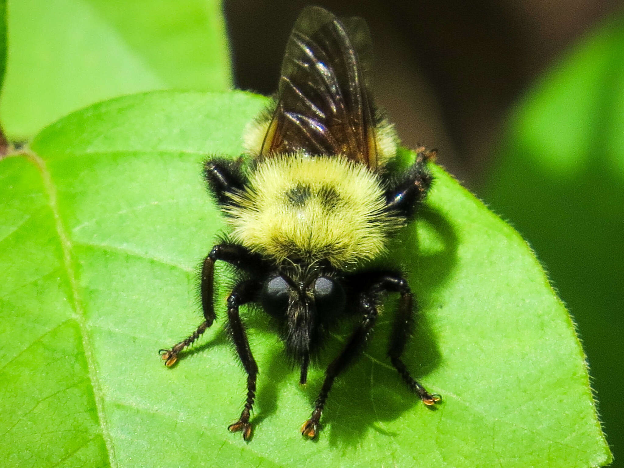 Image of Laphria thoracica Fabricius 1805