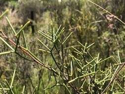 Image of Hakea purpurea Hook.