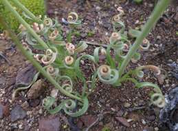 Image of Albuca concordiana Baker