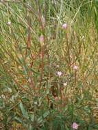 Imagem de Epilobium tetragonum L.