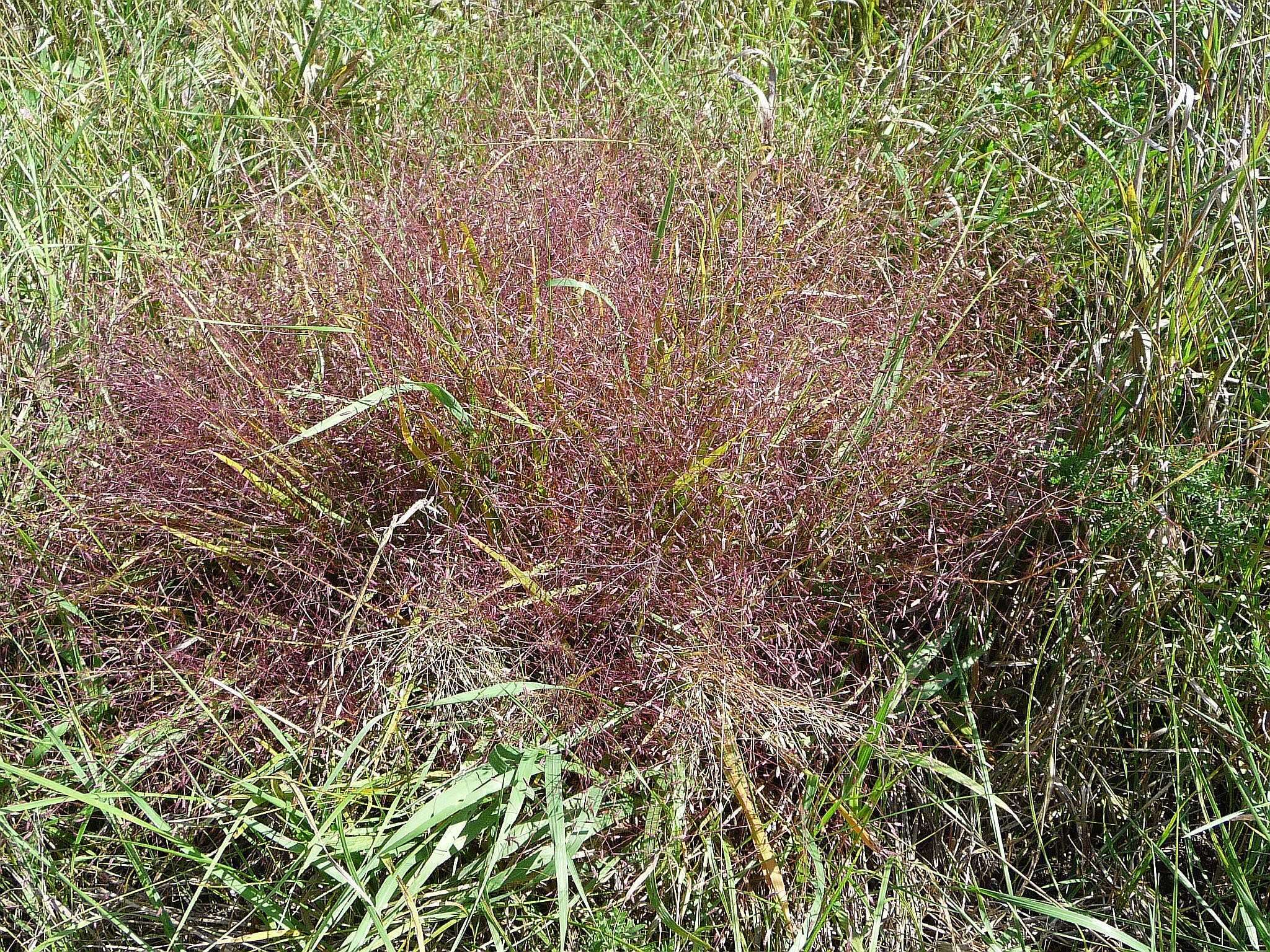 Image of Petticoat-Climber