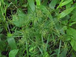 Image of Reflexed Flat Sedge