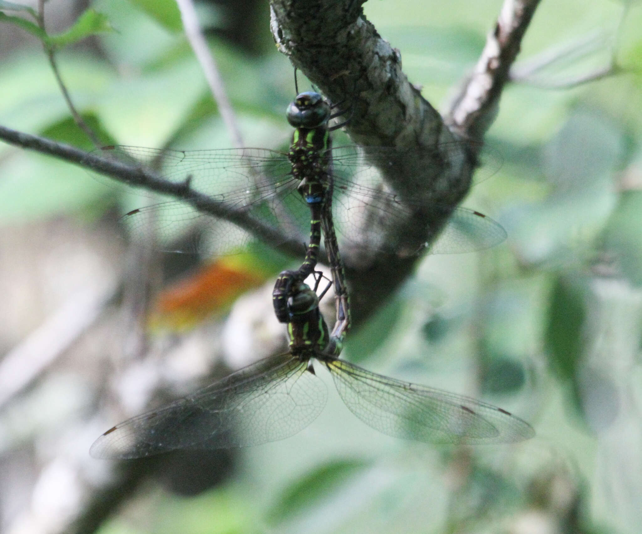 Image of Turquoise-tipped Darner