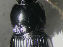 Image of Carabidae