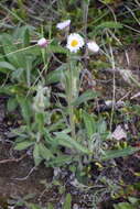 Image of streamside fleabane