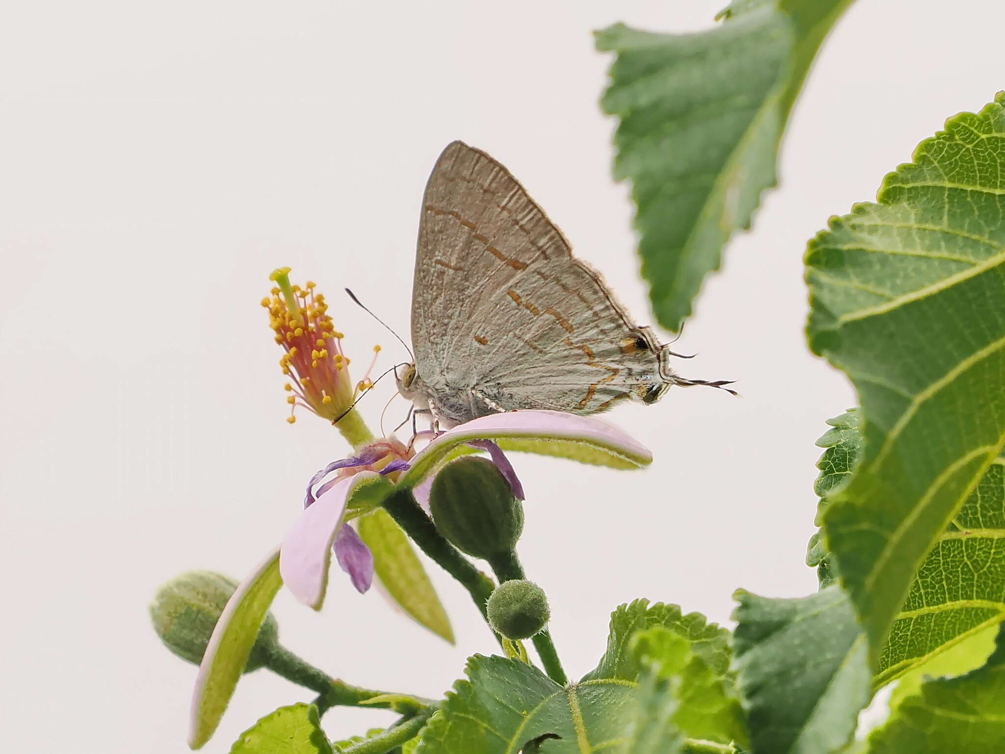 Imagem de Hypolycaena philippus (Fabricius 1793)