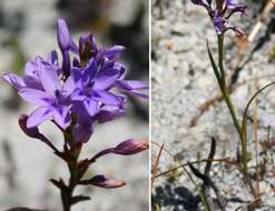 Image of Thereianthus spicatus (L.) G. J. Lewis