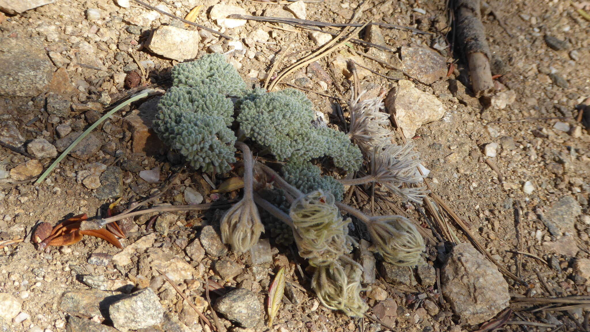 Image of woolly mountainparsley