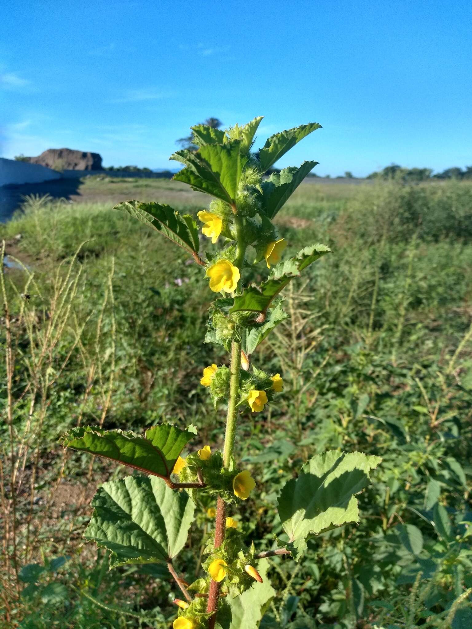 Imagem de Malachra alceifolia Jacq.