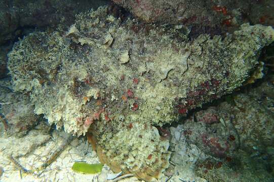 Image of Reef stonefish